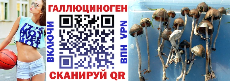 Галлюциногенные грибы прущие грибы  купить наркотик  Чебоксары 